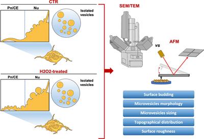 High-resolution atomic force microscopy as a tool for topographical mapping of surface budding